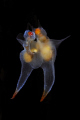   pair Clione limacina mating dancing  